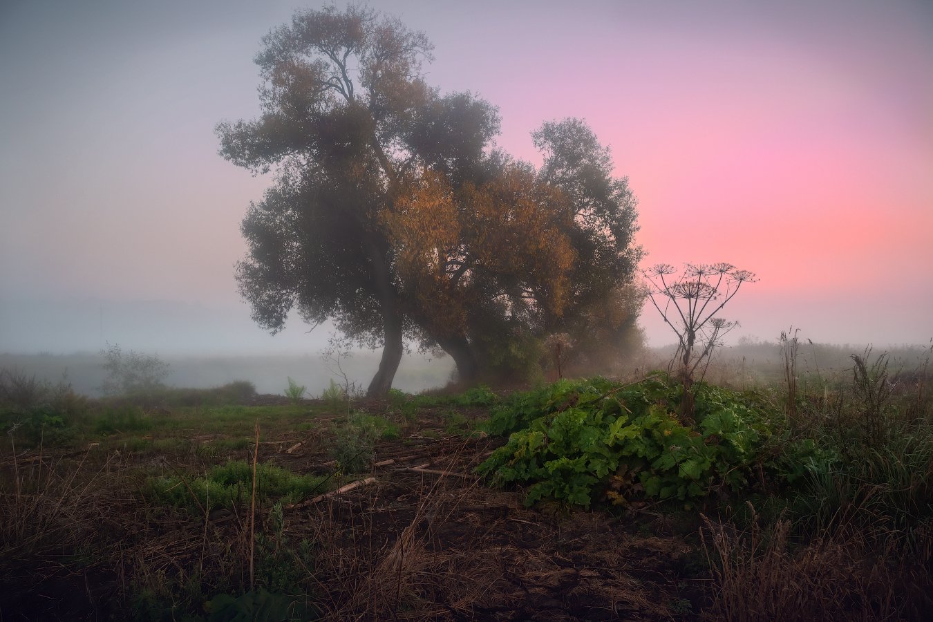 осень, рассвет, туман, дерево,, Сергей Шабуневич