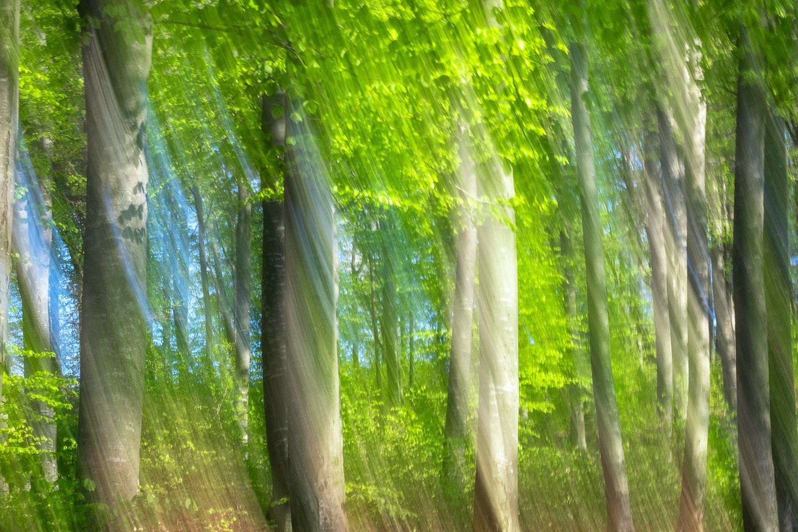 #nature #abstract #icem #forest #freshgreen #panning #silhouette , Gheorghe Popa
