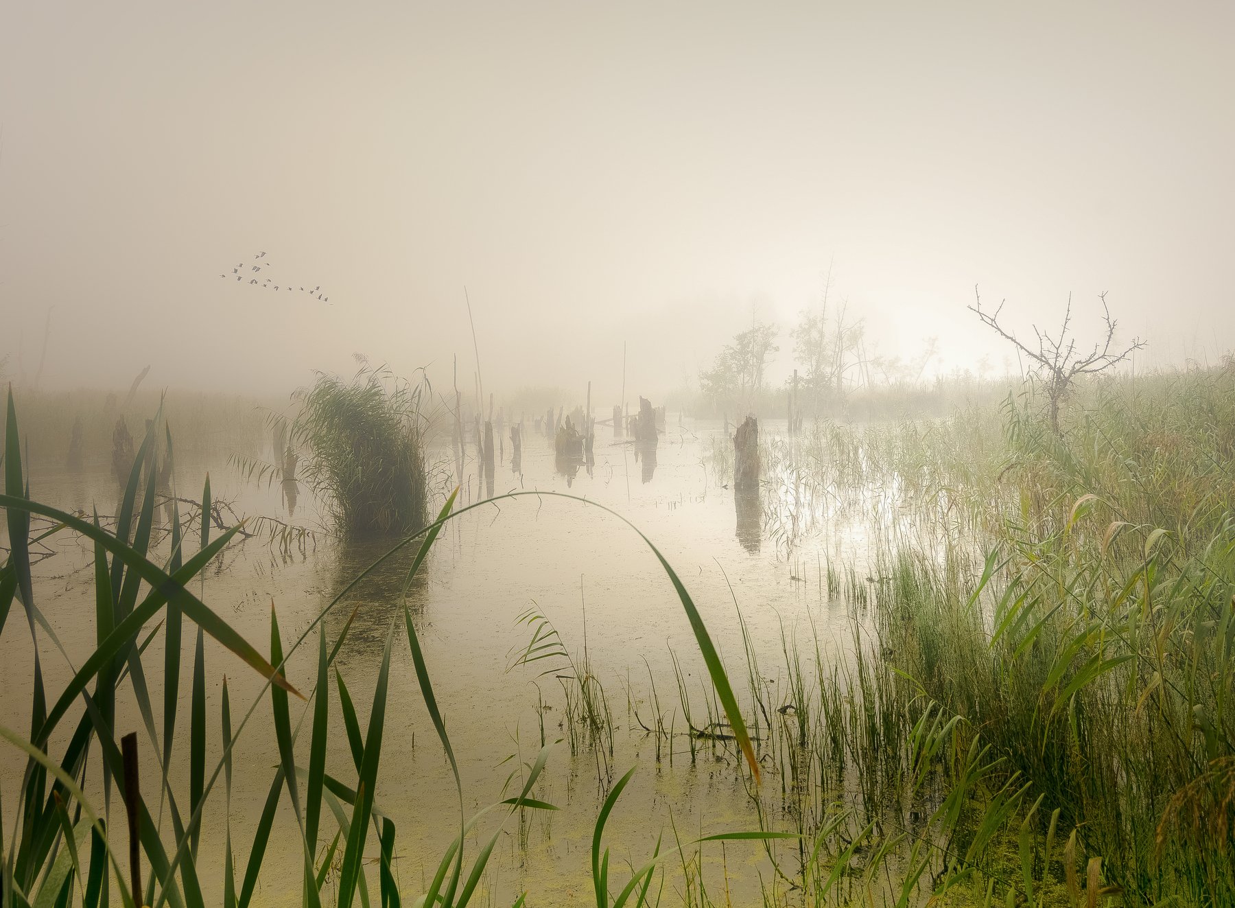 fog, marshland, landscape, nature, morning, sky, light, nikon, mist, scenics - nature, atmosphere, plant, haze, water, Krzysztof Tollas