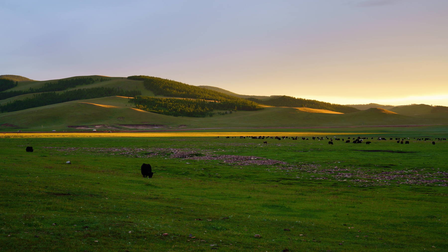 mongolia, grassland, meadow, evening, sky, colors, mountain, cloud, travel, beautiful, atmosphere, sunset, yak, animal, Shin
