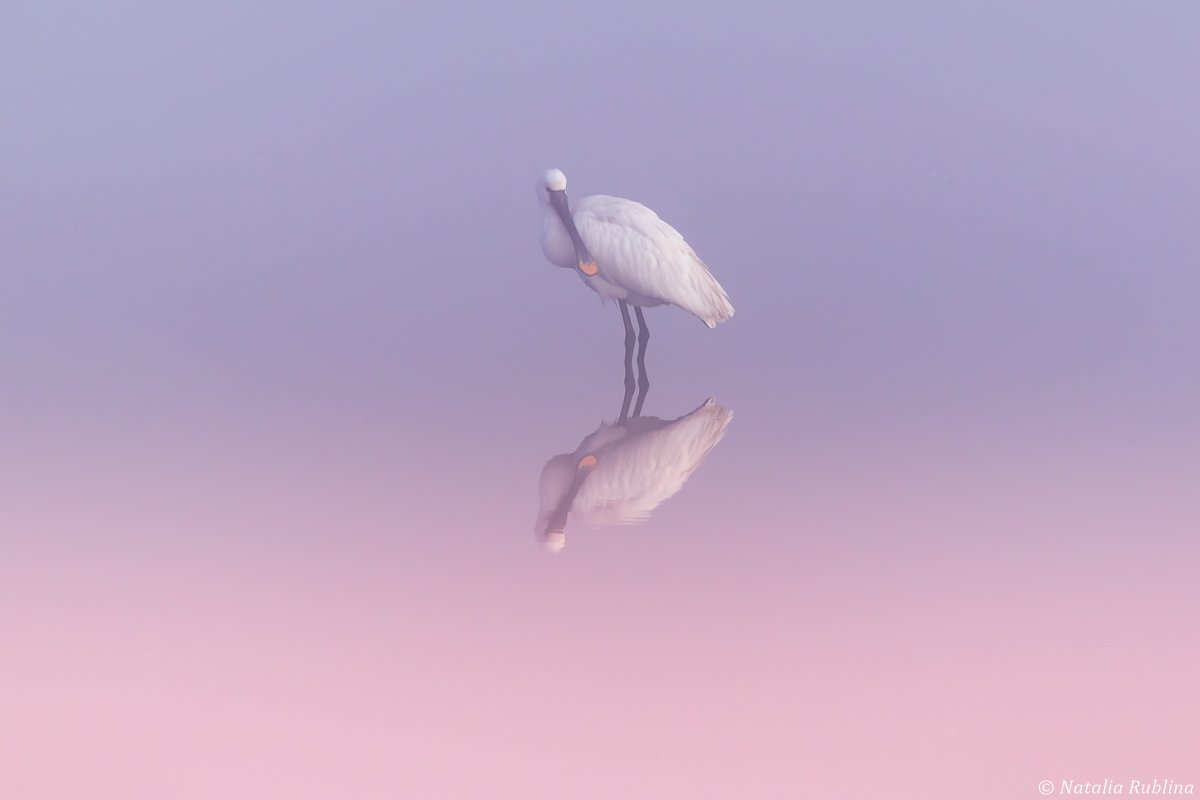 природа,птицы,животные,рассвет,утро,туман,отражение,птица,колпица,минимализм, Наталья Рублина