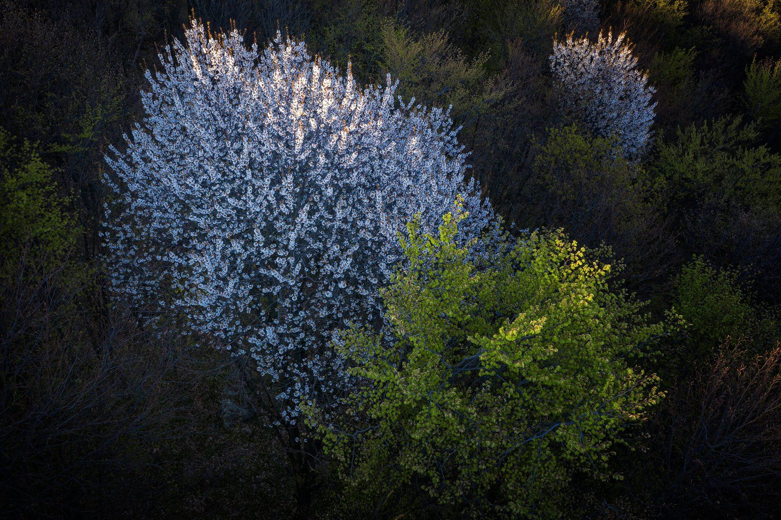 #nature #forest #aerial #blossom cherry #spring #springtime, Gheorghe Popa