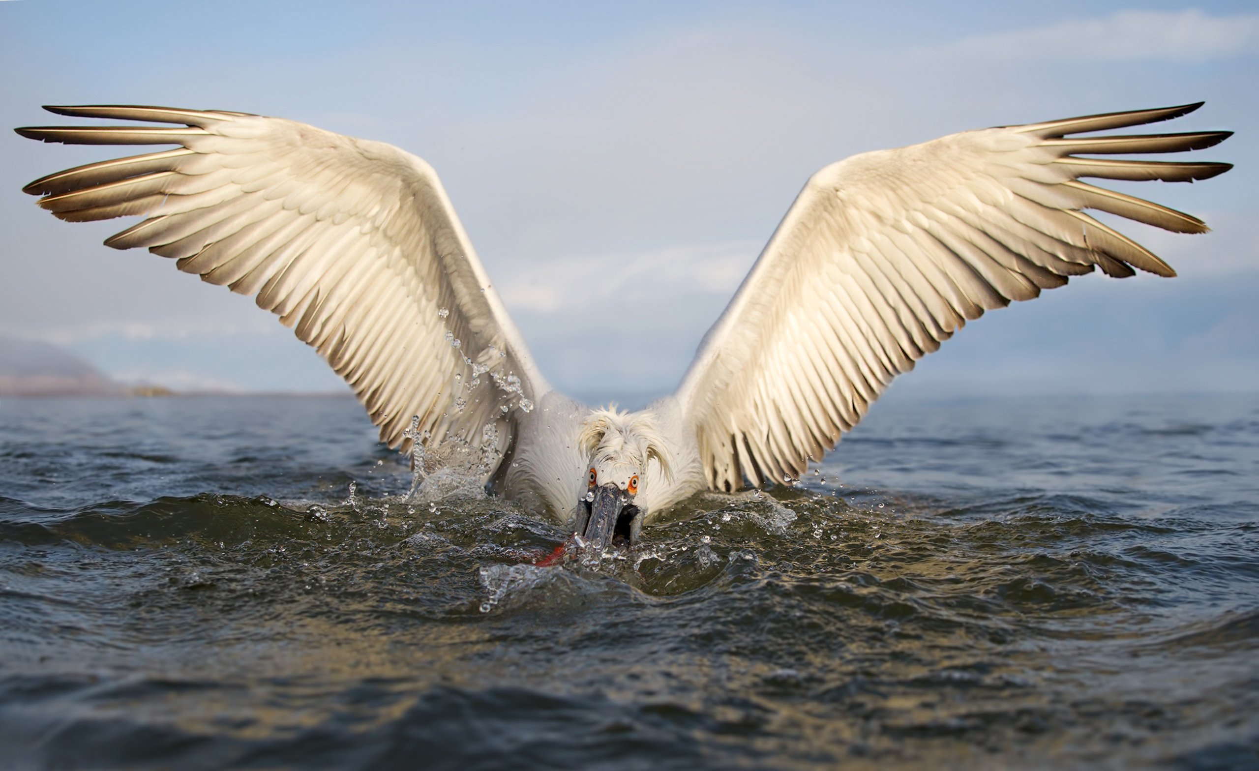 dalmatian pelican, pelecanus crispus, кудрявый пеликан, Ivan Ivanov