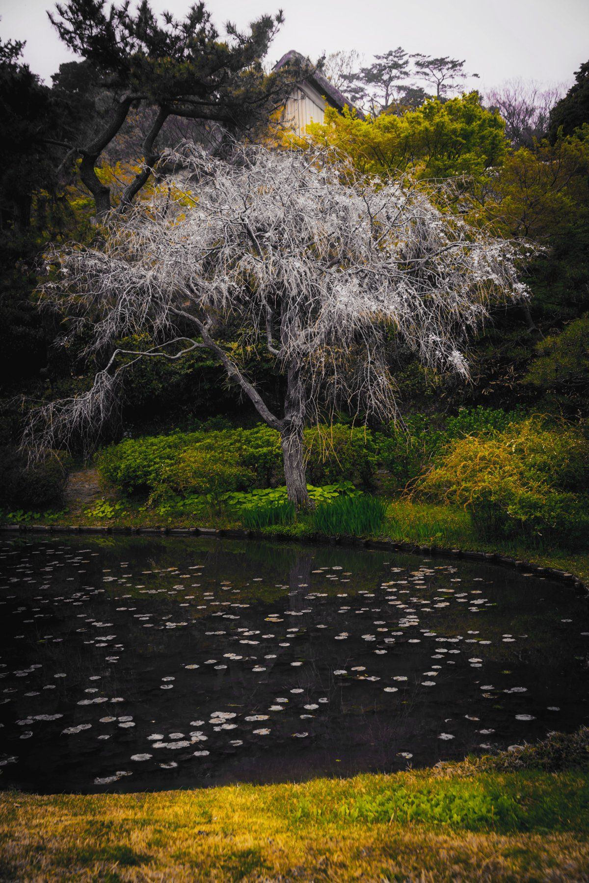 park pond senkeien yokohama nopeople japan park tree winter dead alone green, taliana