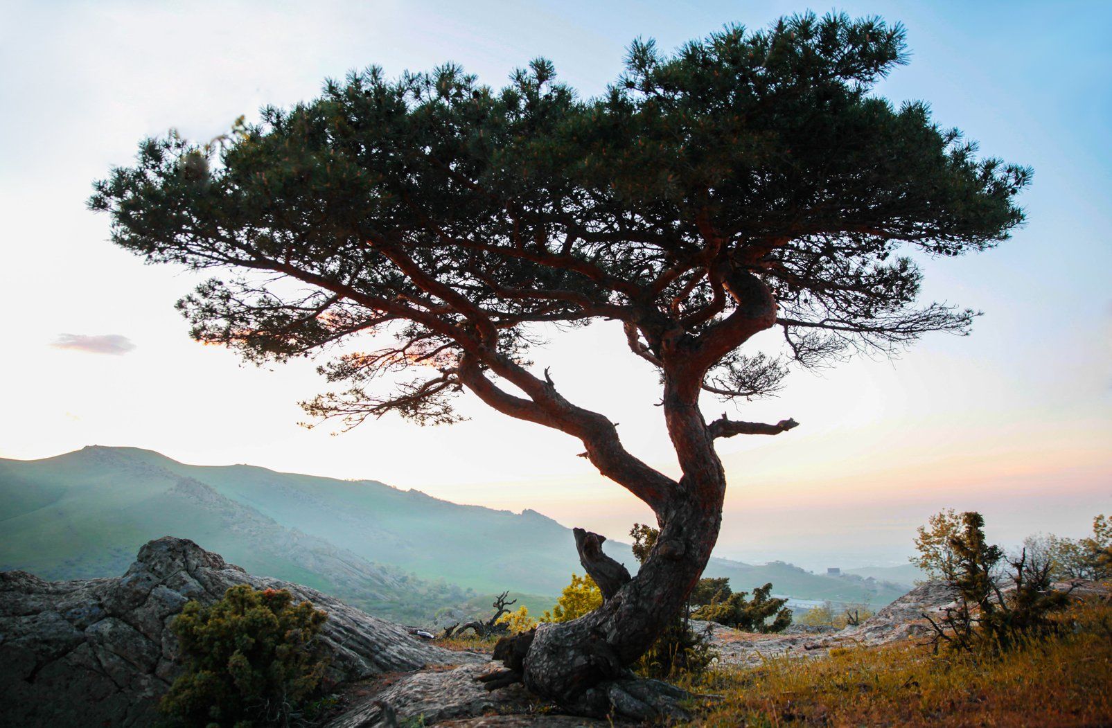 дерево,сосна.пейзаж,горы,дагестан,, Marat Magov