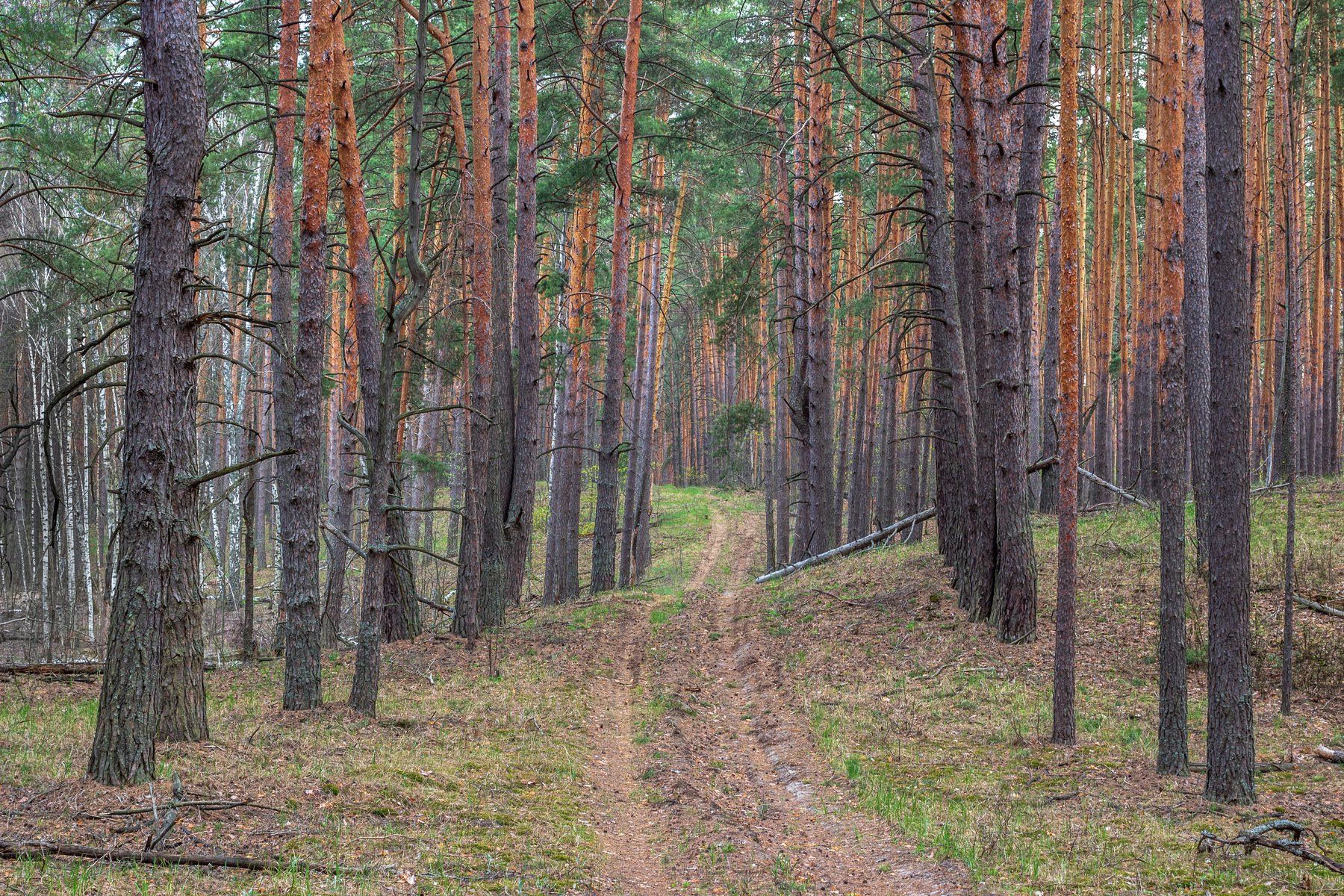 Фото лесного бора