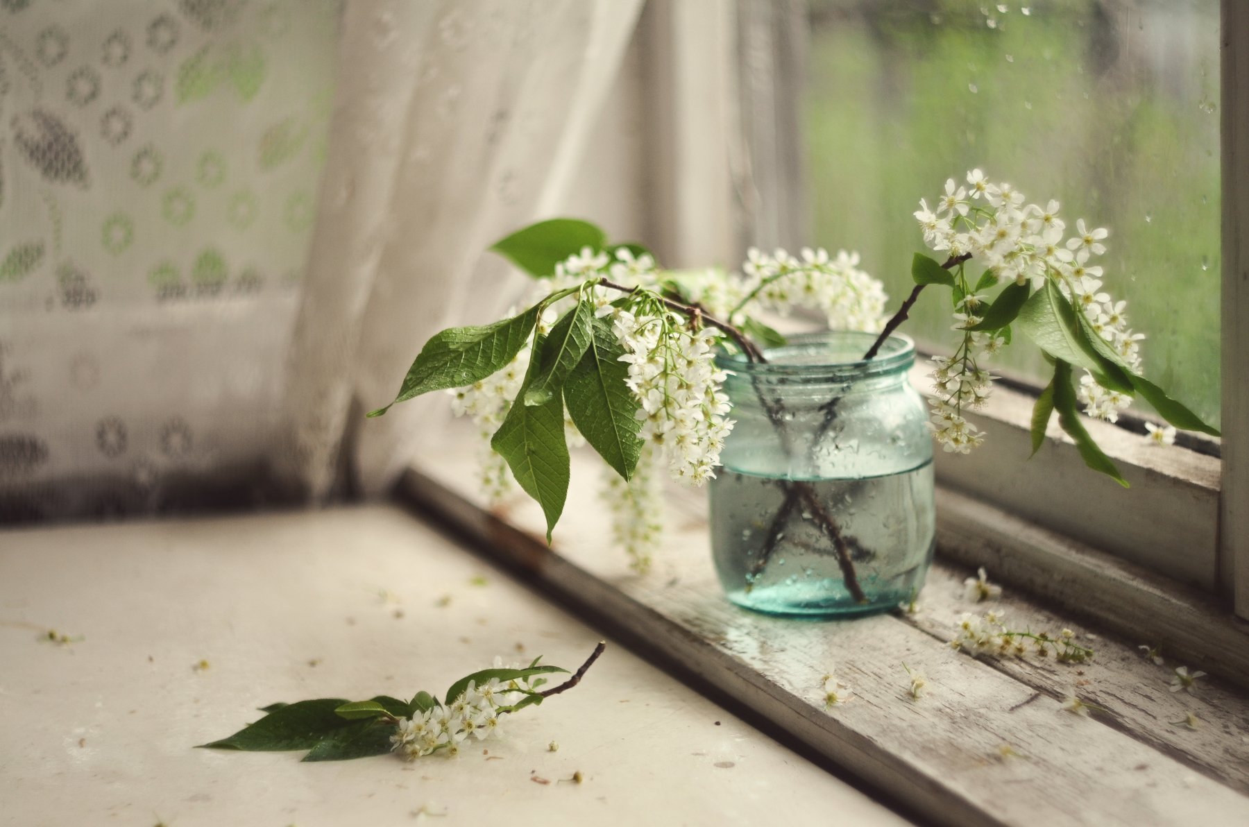 bird, cherry;, spring, flower;, lifestyle, Мария Захарова