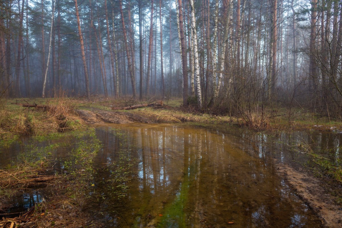 утро туман лес дорога вода, Дмитрий Алексеев