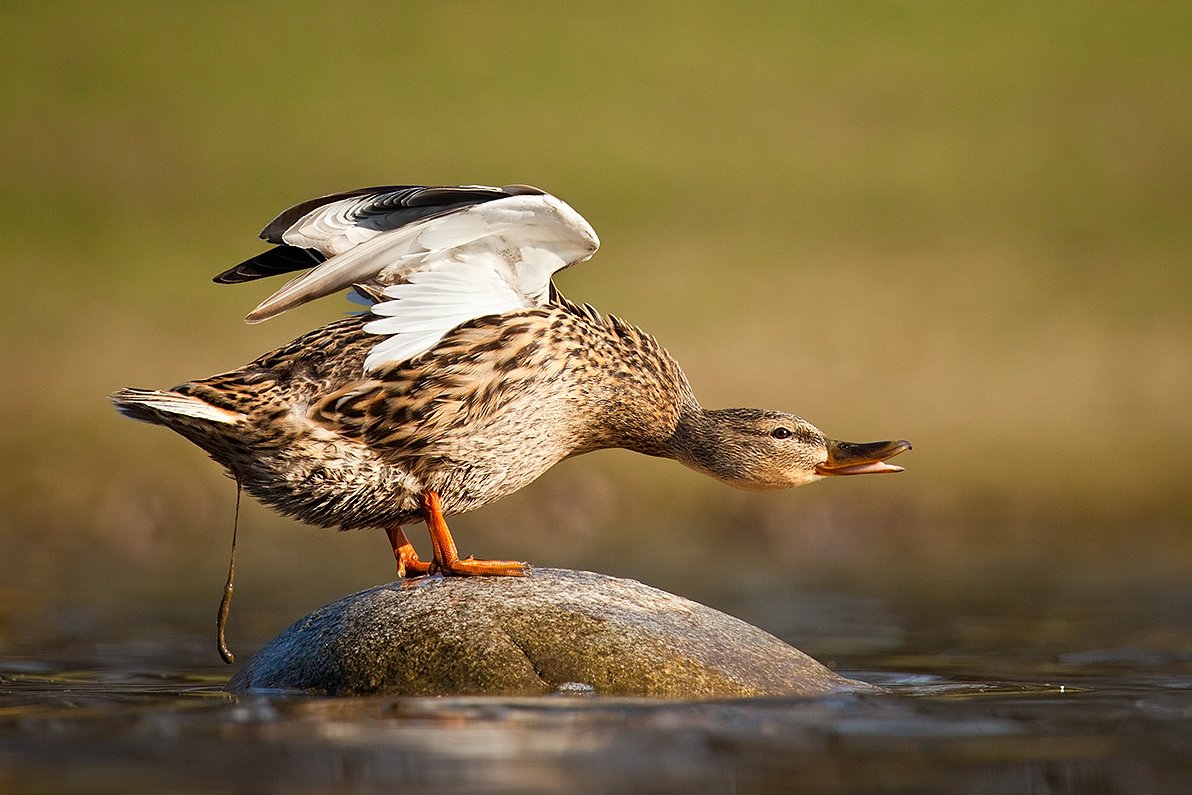 , Robert Adamec