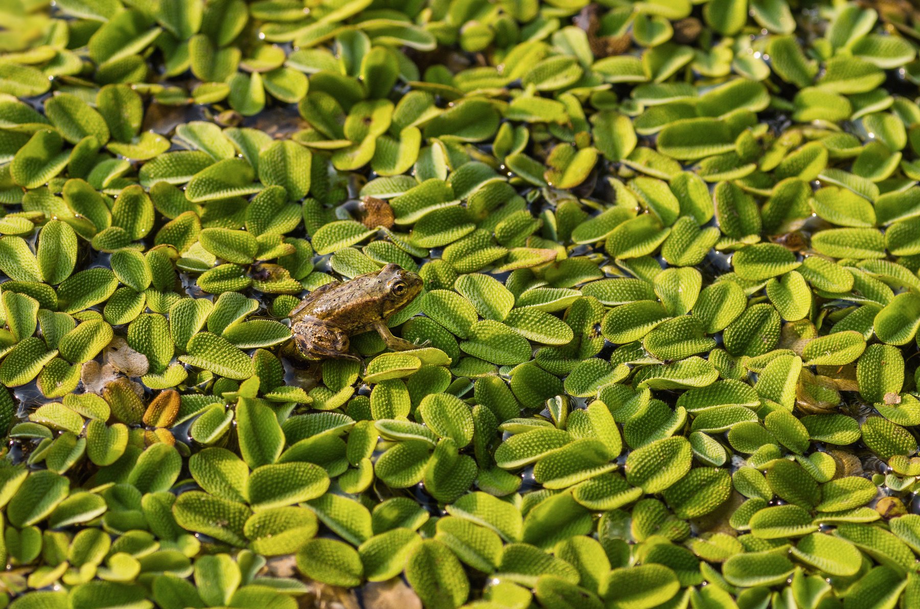 лягушка, зелёный, листья, вода, паттерн, Владимир Володин
