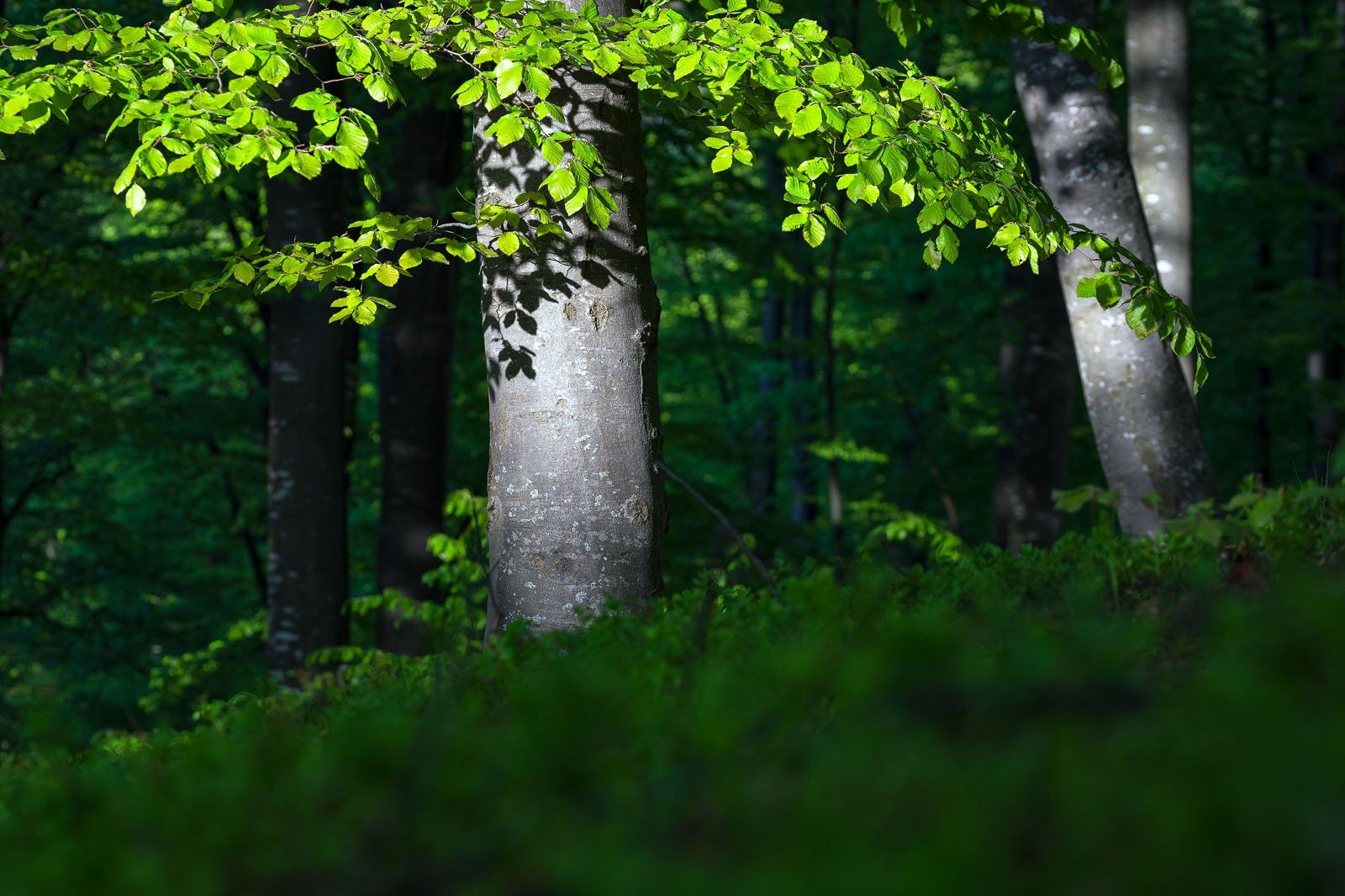 #nature #green #forest #stayhome #hardlight #springtime #beauty, Gheorghe Popa