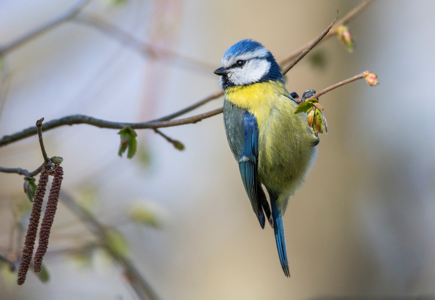 птица синица лазоревка весна, Руслан Сигушин