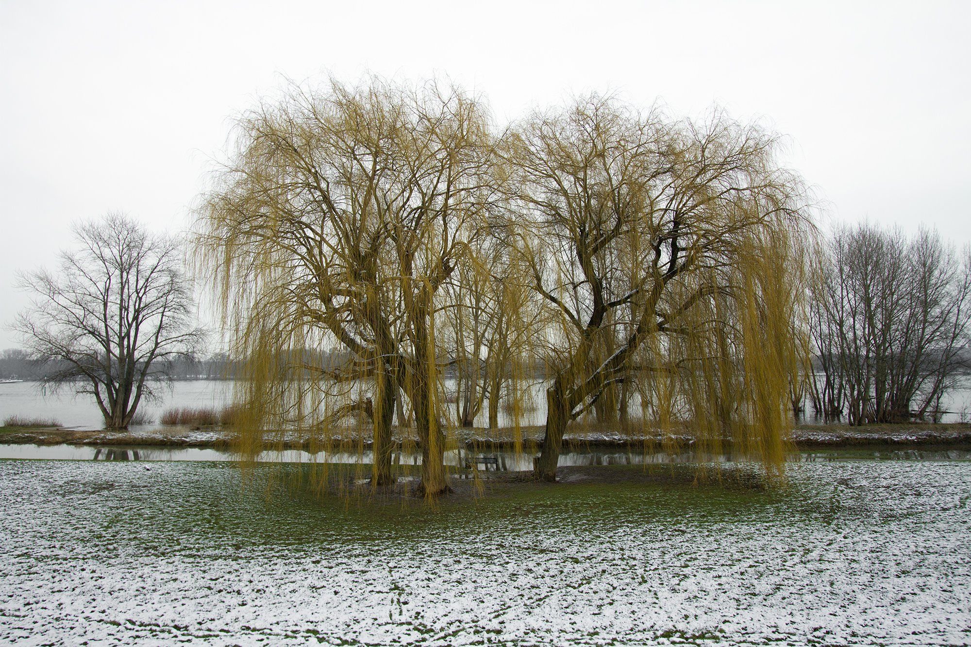 nature, Родислав Дрибен