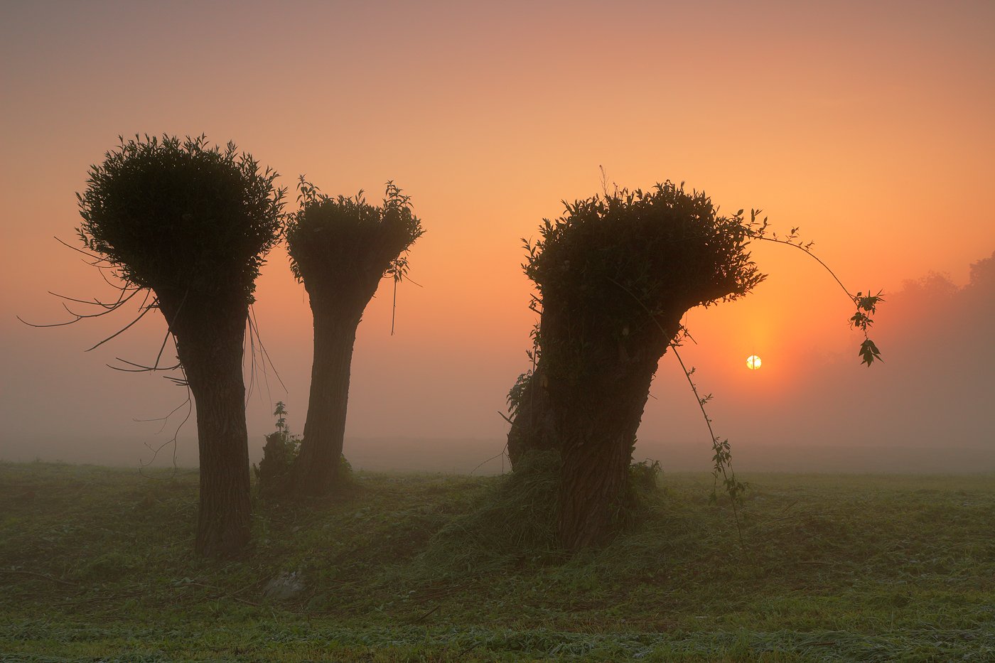 morning, sunrise, light, sun, tree, mood, mist, fog, willow,, Jacek Lisiewicz