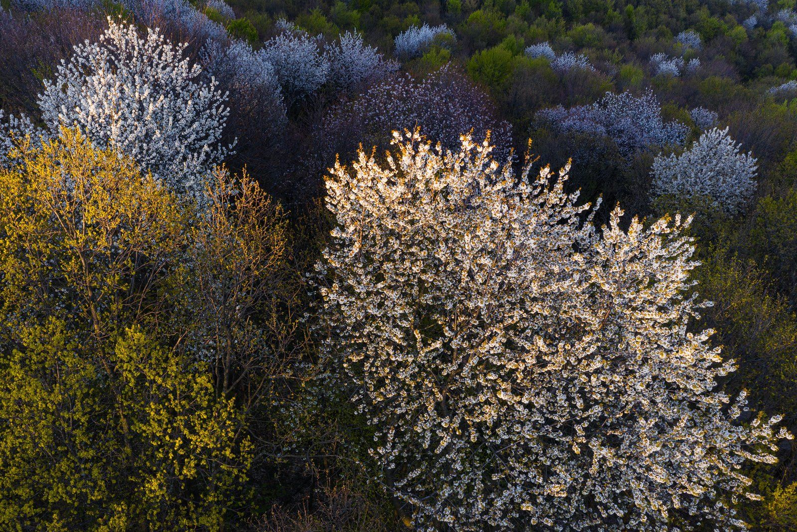 #aerial #nature #forest #blossom cherry #sunset light #natural light #landscape #aerial #drone photography, Gheorghe Popa