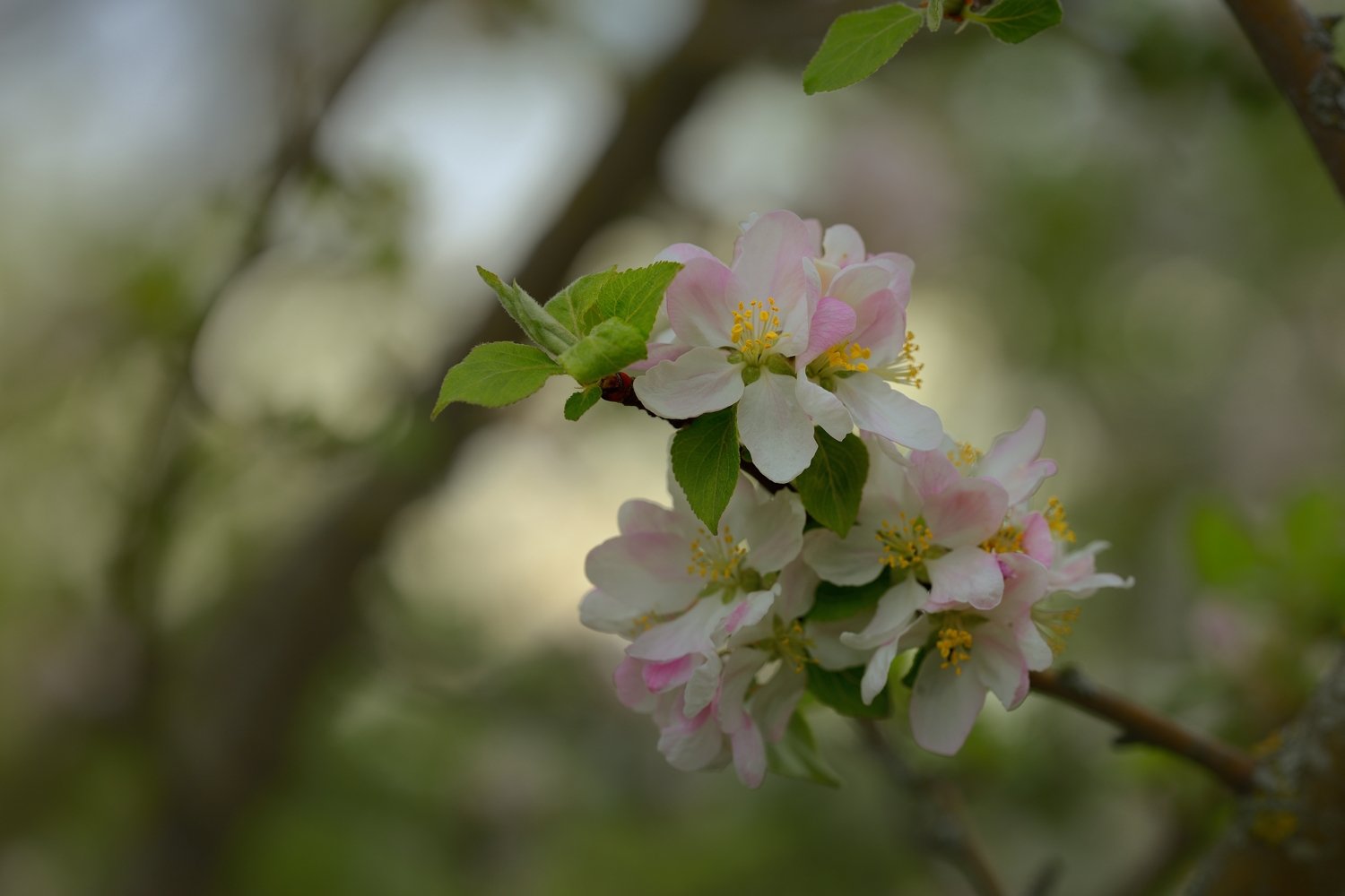 весна цветение яблоня, Александр Жарников