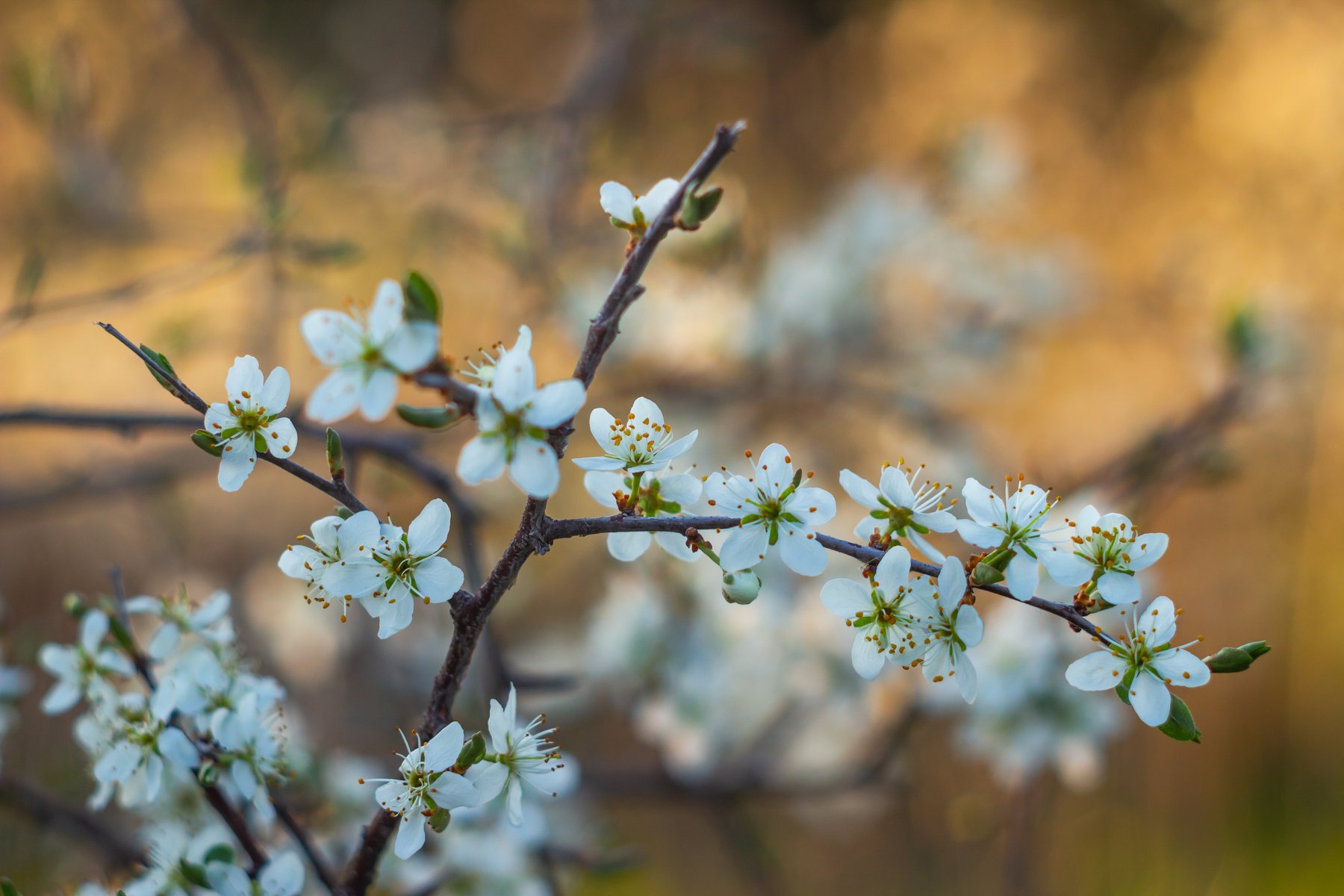 весна, цветы, Руслан Востриков