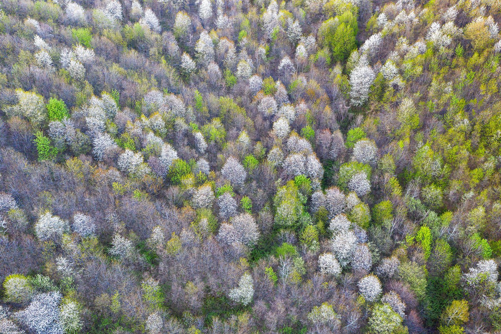 #nature #aerial #cherry #blossom #forest #springtime #beauty #fresh colors #springcolors, Gheorghe Popa