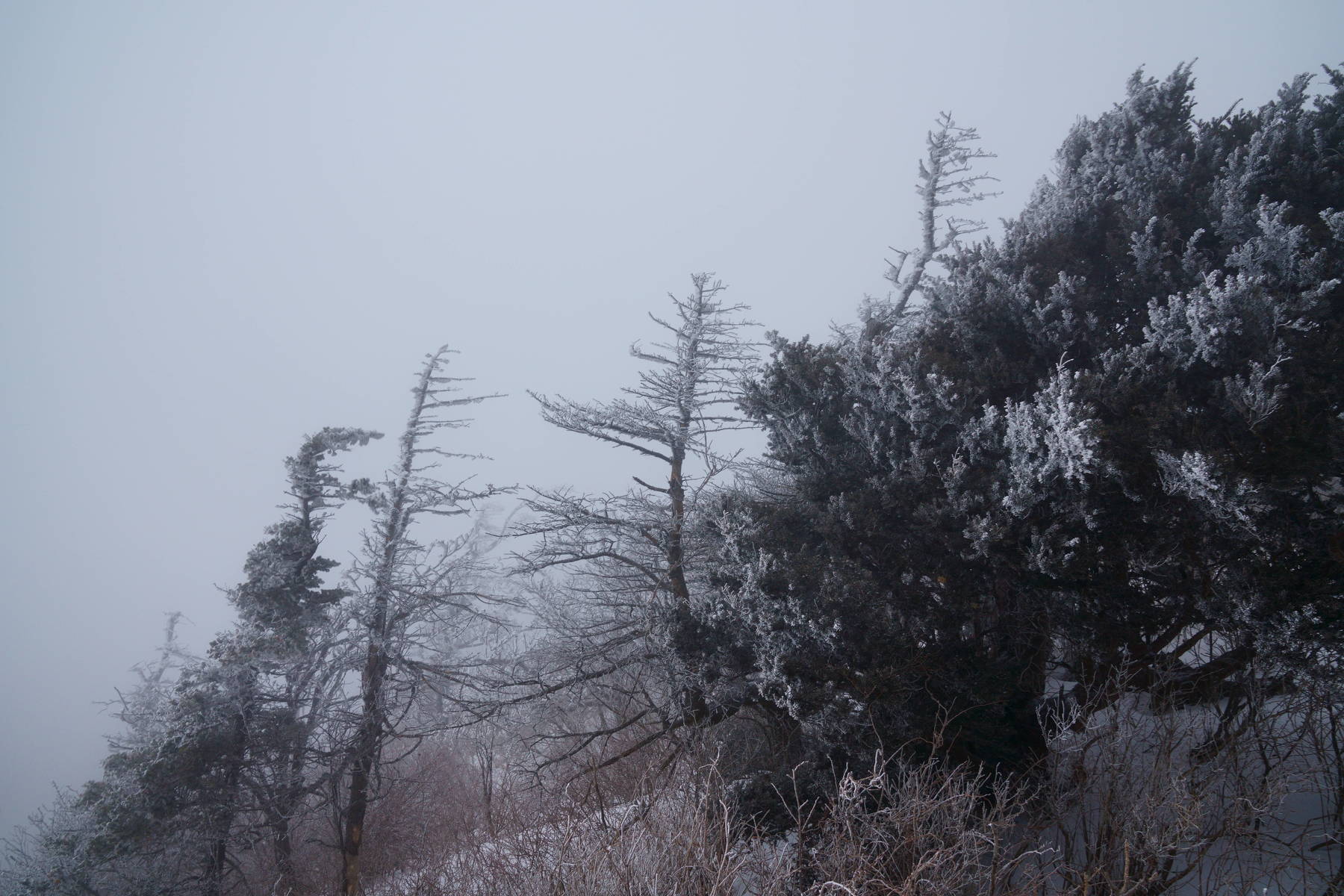 south korea, jeollabukdo, winter, fog, tree, fantastic, mountain, rime ice,, Shin