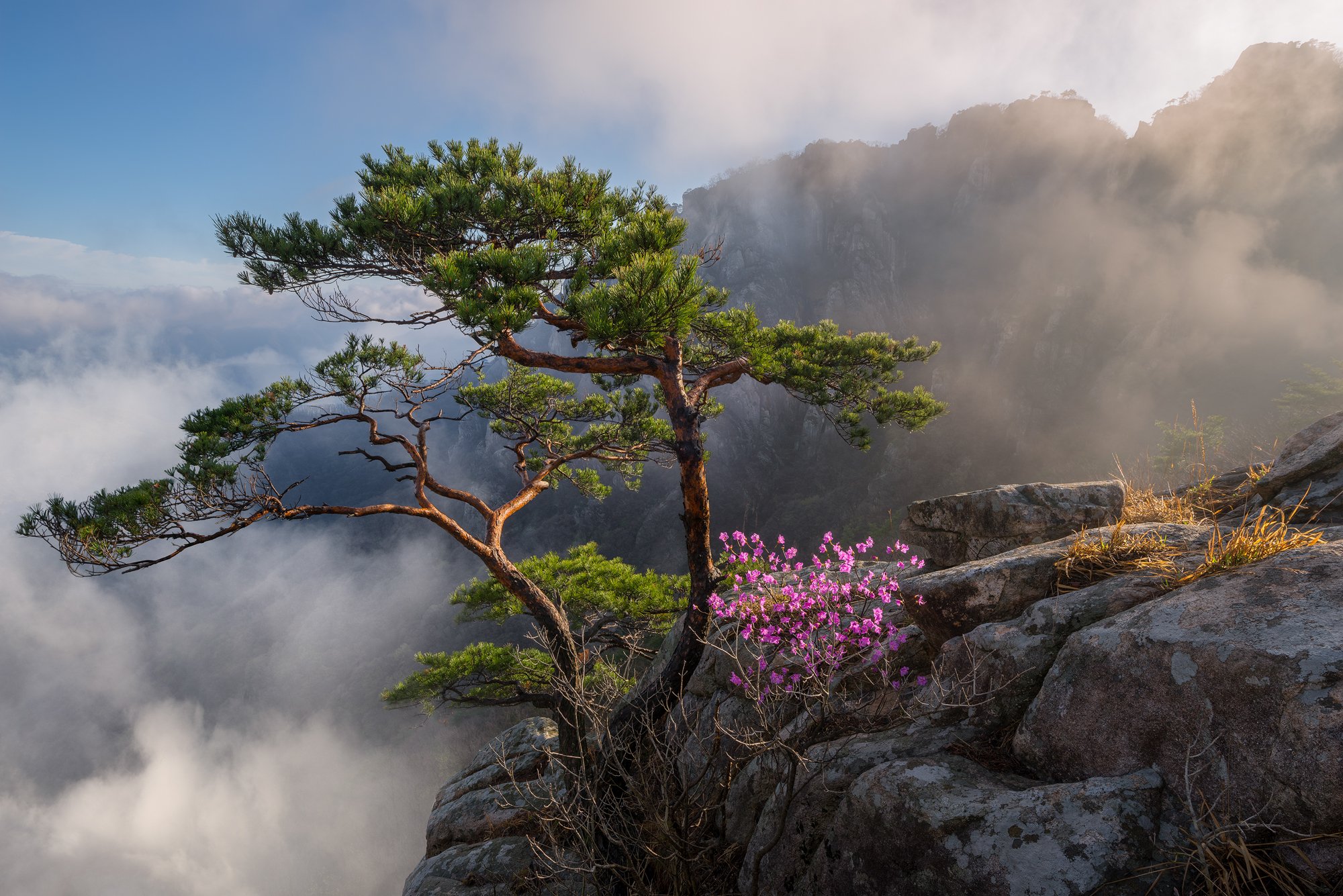 mountains,peak,hiking,fog,clouds,spring,light,korea,pine, Jaeyoun Ryu