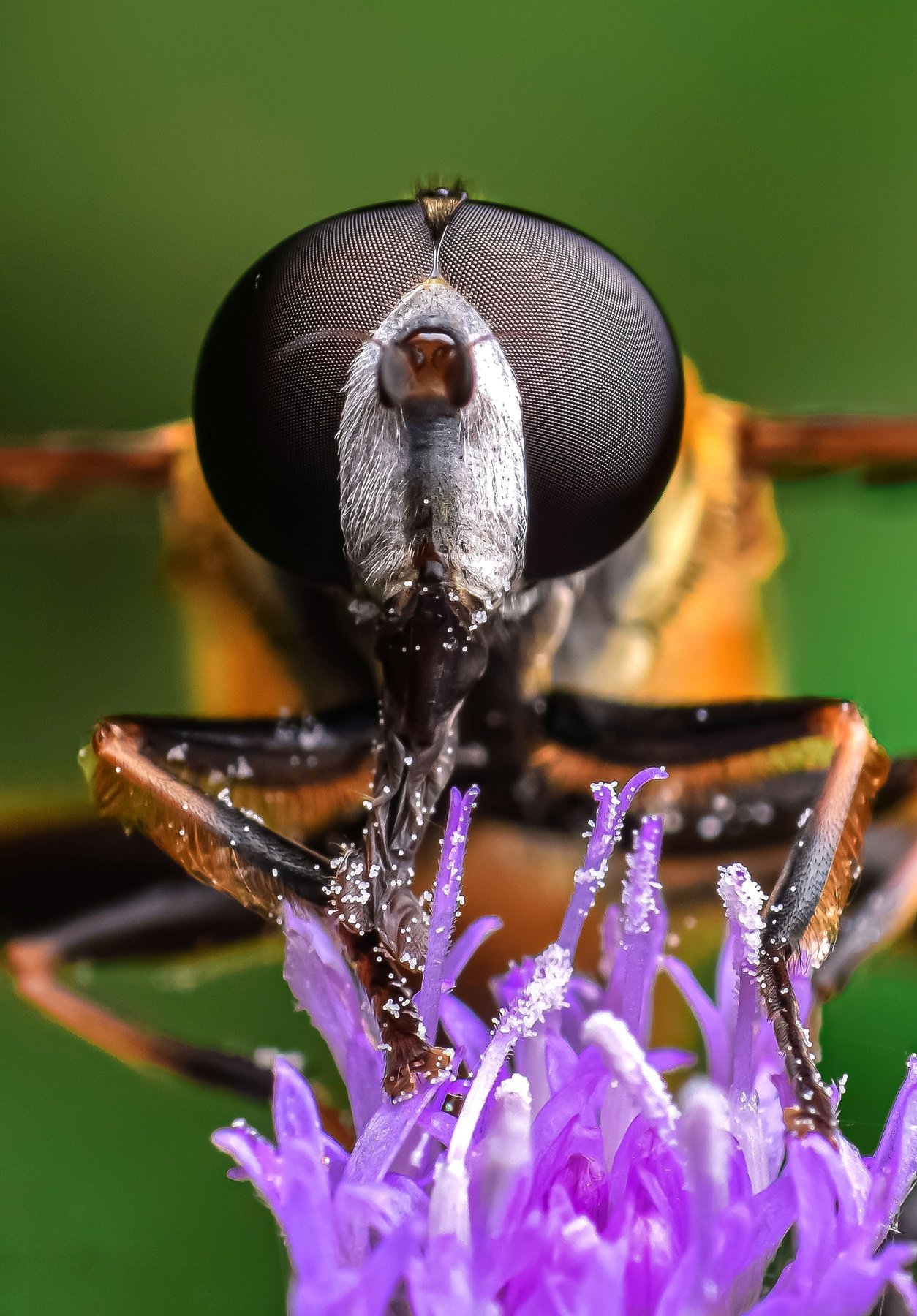 macro wildlife closeup insects spiders, Shuvam Sadhukhan