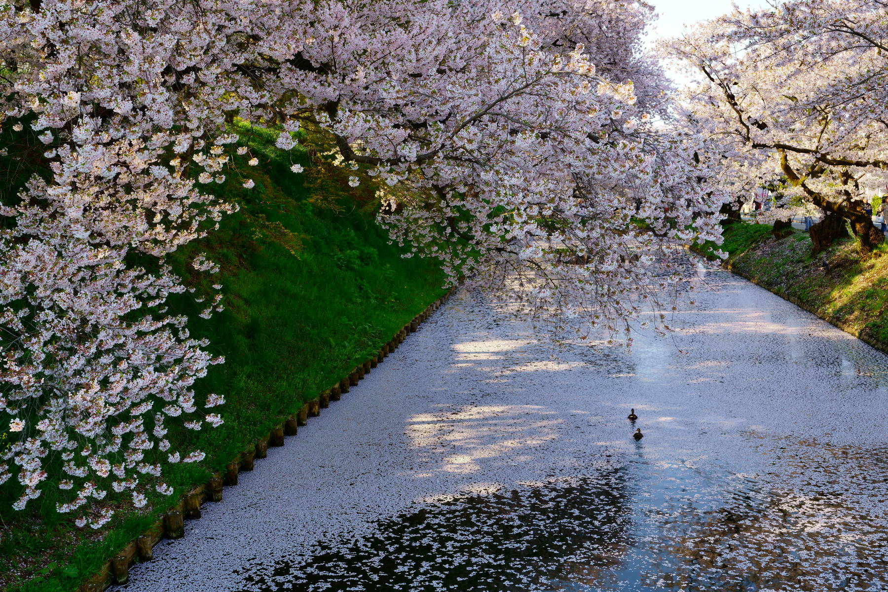 japan, aomori, spring, cherry blossom, petals, sakura, landscape, flower, travel, garden, animal, duck, Shin