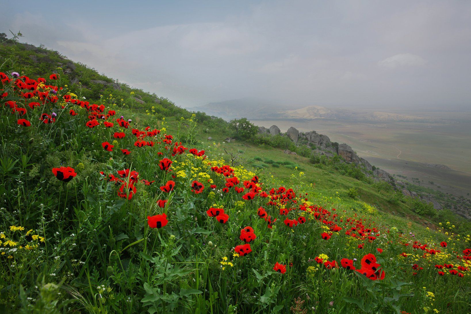 маки,весна,цветы,горы,вершины,пейзаж,небо,деревья,дагестан,природа, Marat Magov