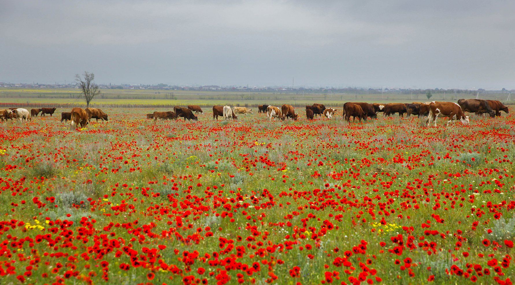 коровы,поле.маки.весна,, Marat Magov