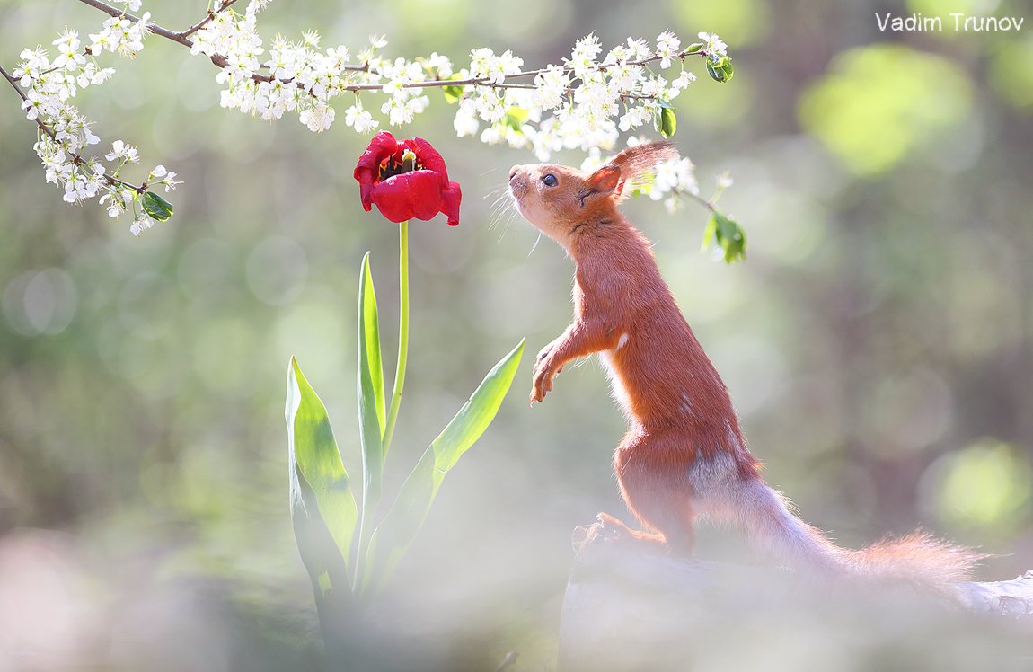 белка, весна, squirrel, сад, цветы, Вадим Трунов