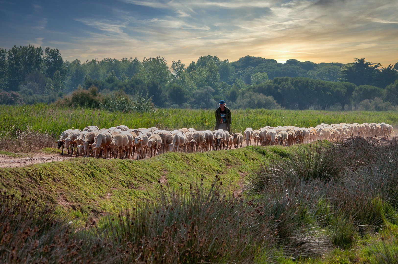 shepherd; sheep; herd; nature; animal; herdsman; france; breeding, Sibé