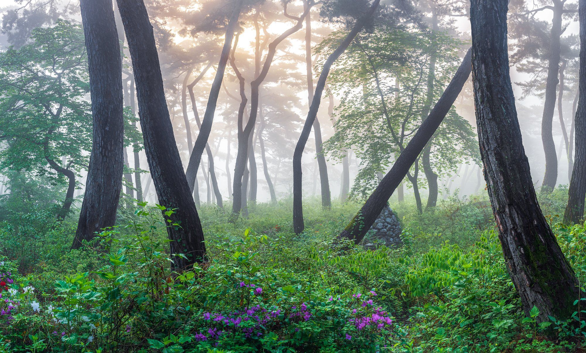 flower, spring, bloom, forest, place, korea, pine, Jaeyoun Ryu