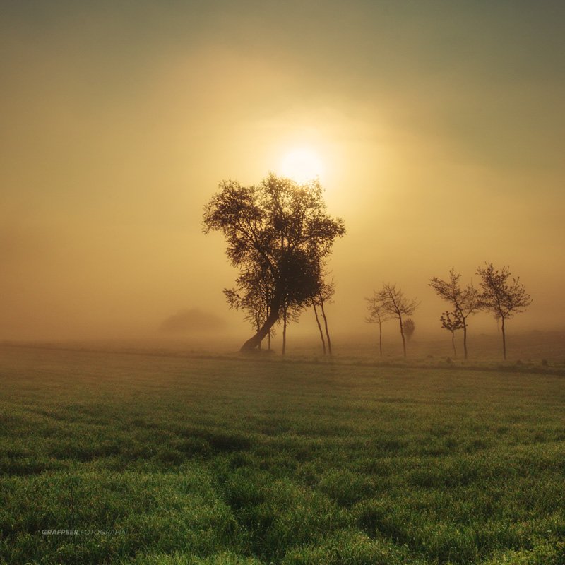 landscape, morning, foggy, tree, sunrise, field, Robert Powroznik
