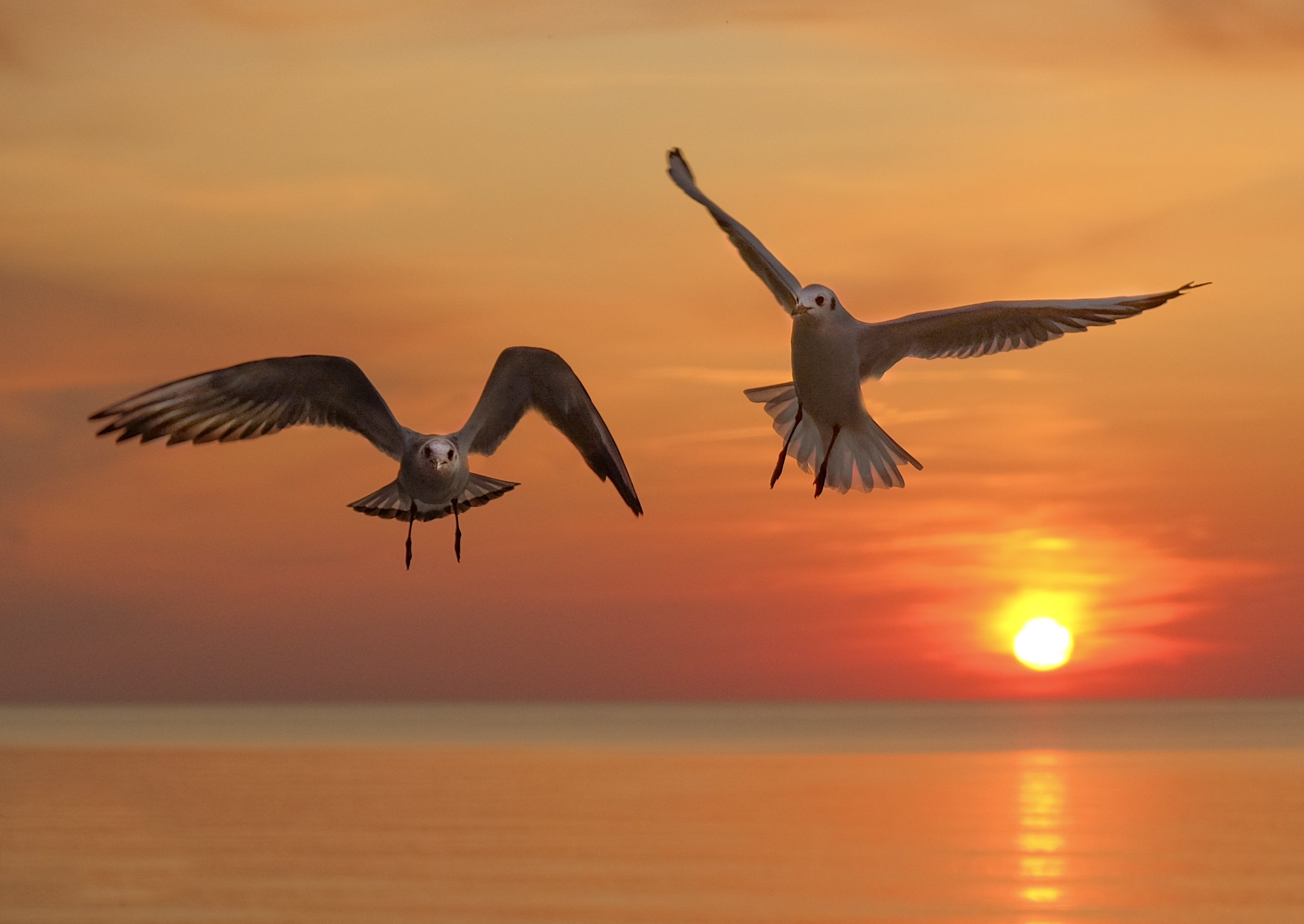sea, sunset, birds, flight, beautiful, landscape,, Natali Bol