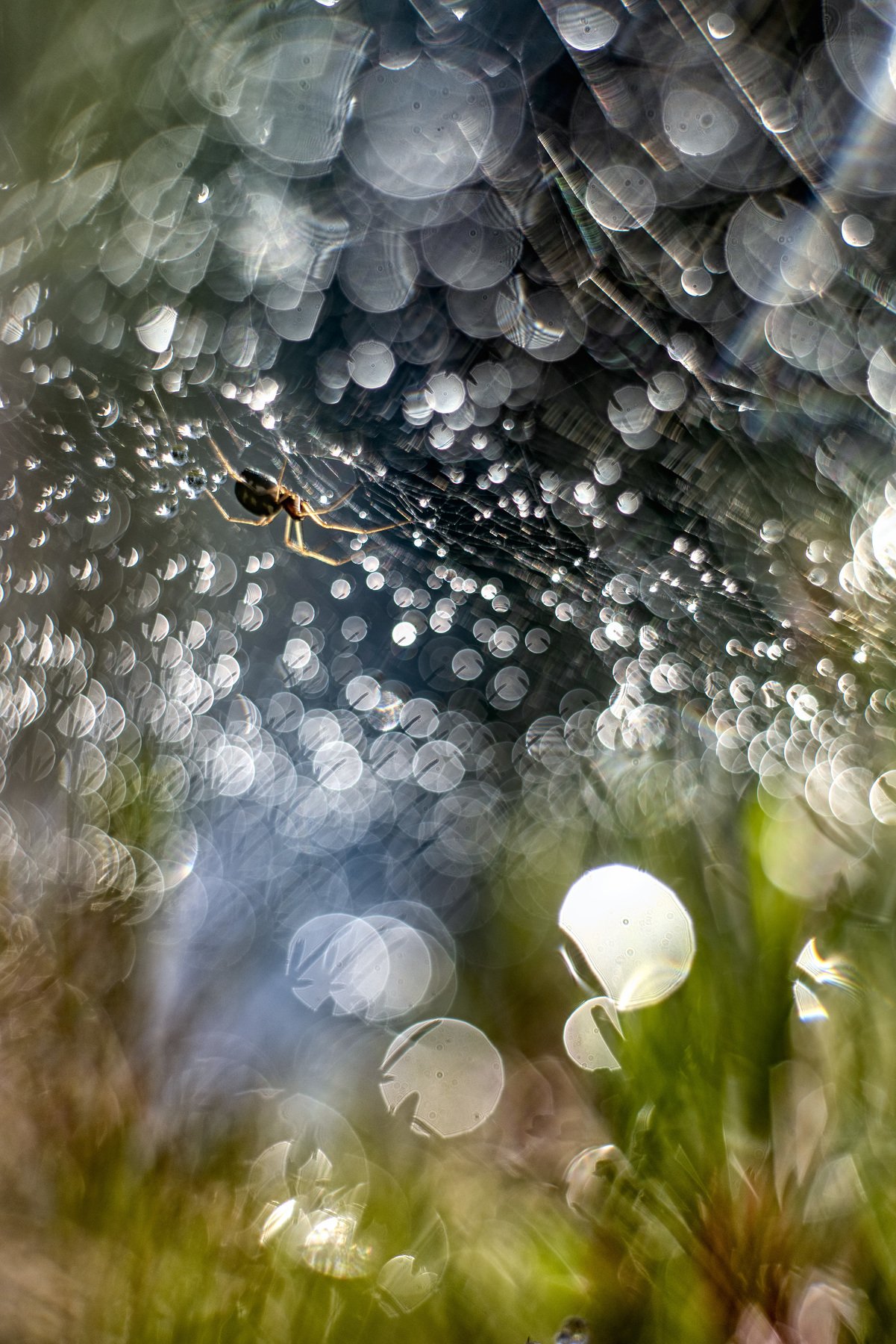 macro, spider, web, bokeh, vintage lens, nature, abstract, Sylwia Grabinska