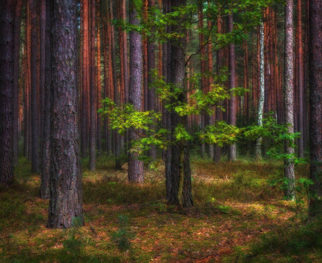 лето, лес,, Сергей Шабуневич