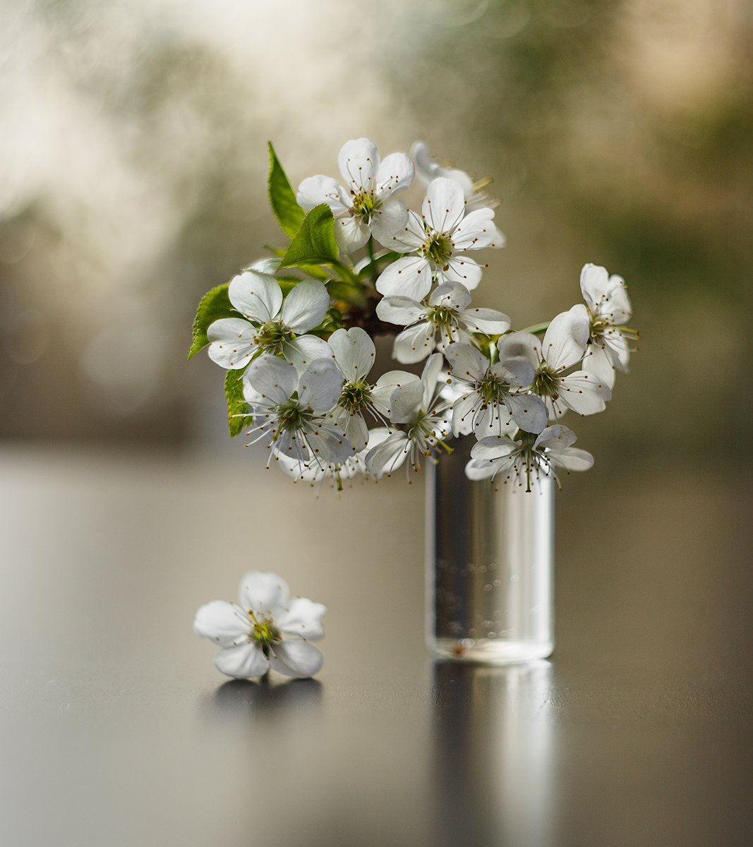 натюрморт цветы вишня белый, Михаил Корнилов