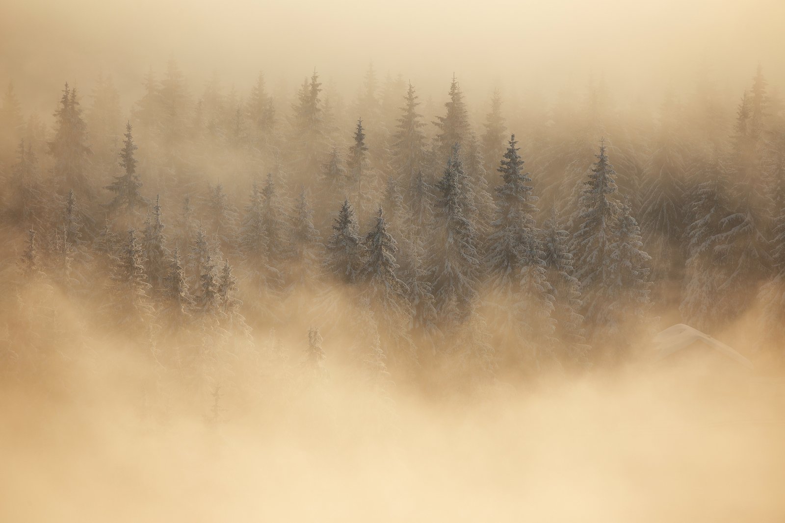 winter, trees, blizzard, snow, landscape, travel, nature, mountain, romania, cold, sunrise, fog, Lazar Ioan Ovidiu