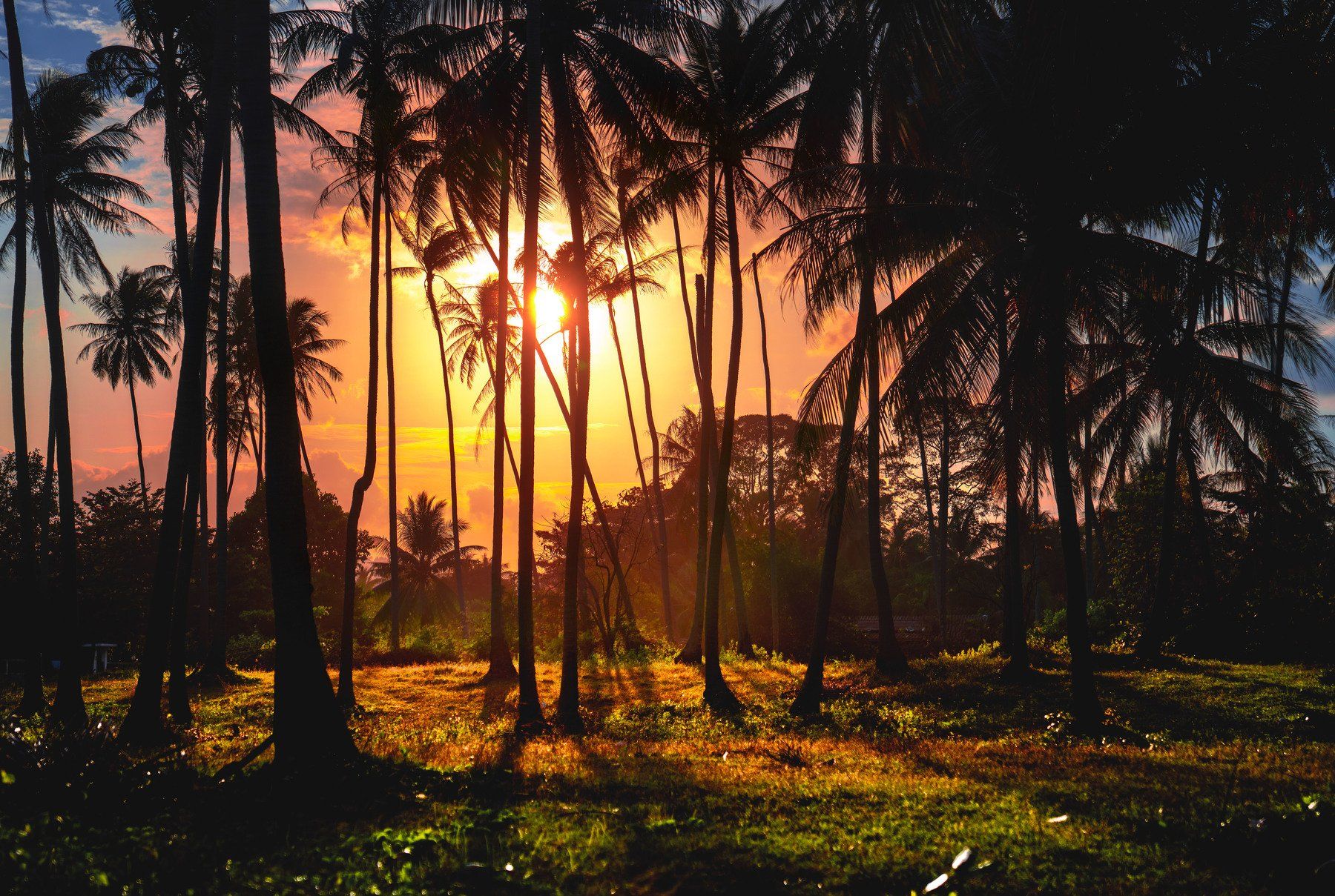 sunset, palms, colors, scenery, Олеся Набиева