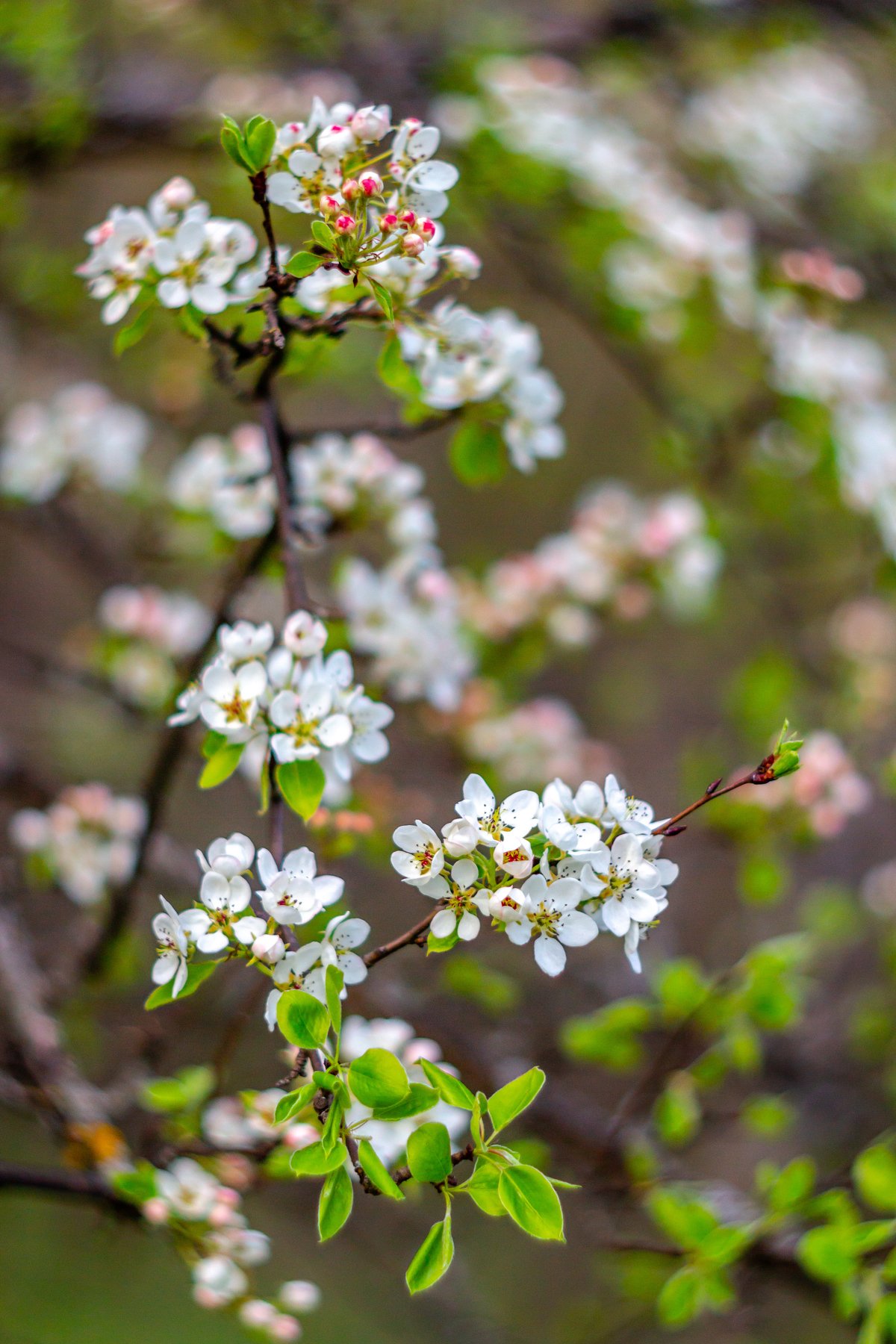 цветы, весна, Руслан Востриков