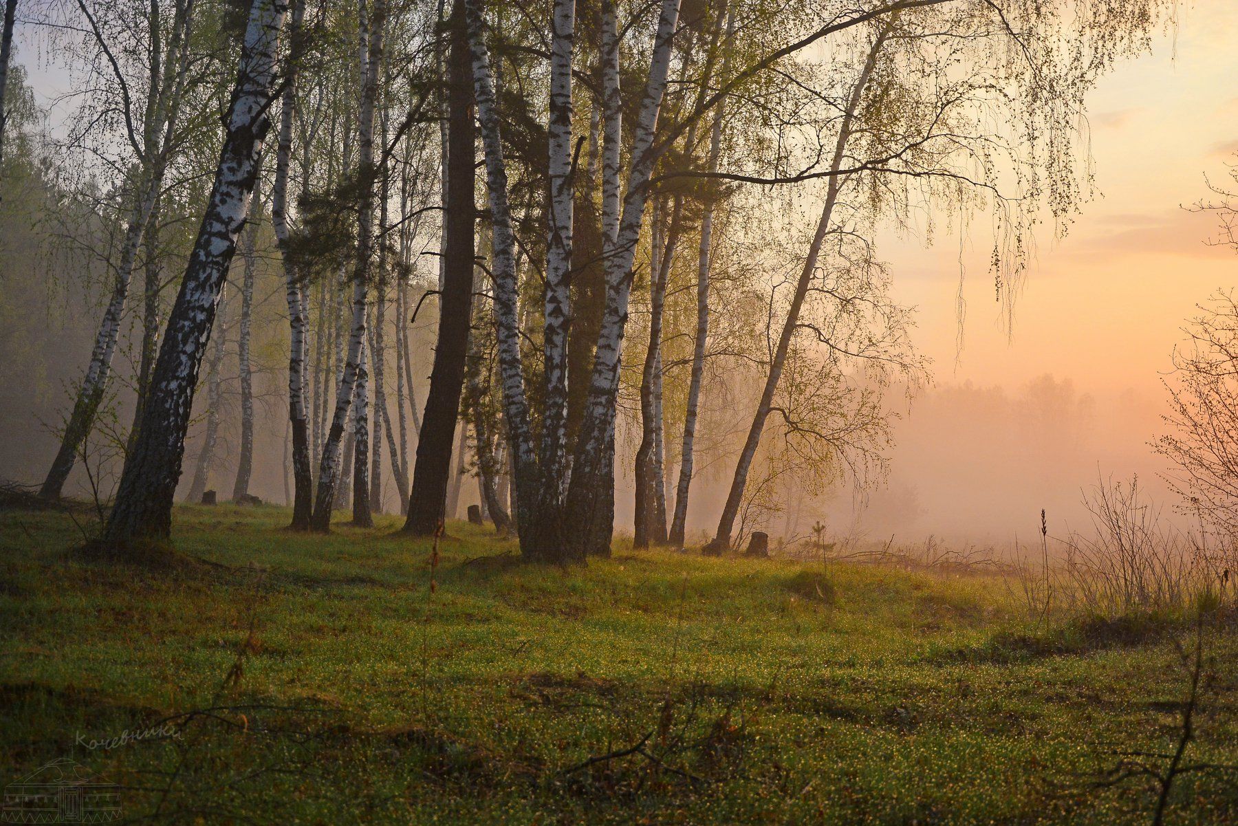 пейзаж, рассвет, туман, березовая роща, Юлия Абрамова