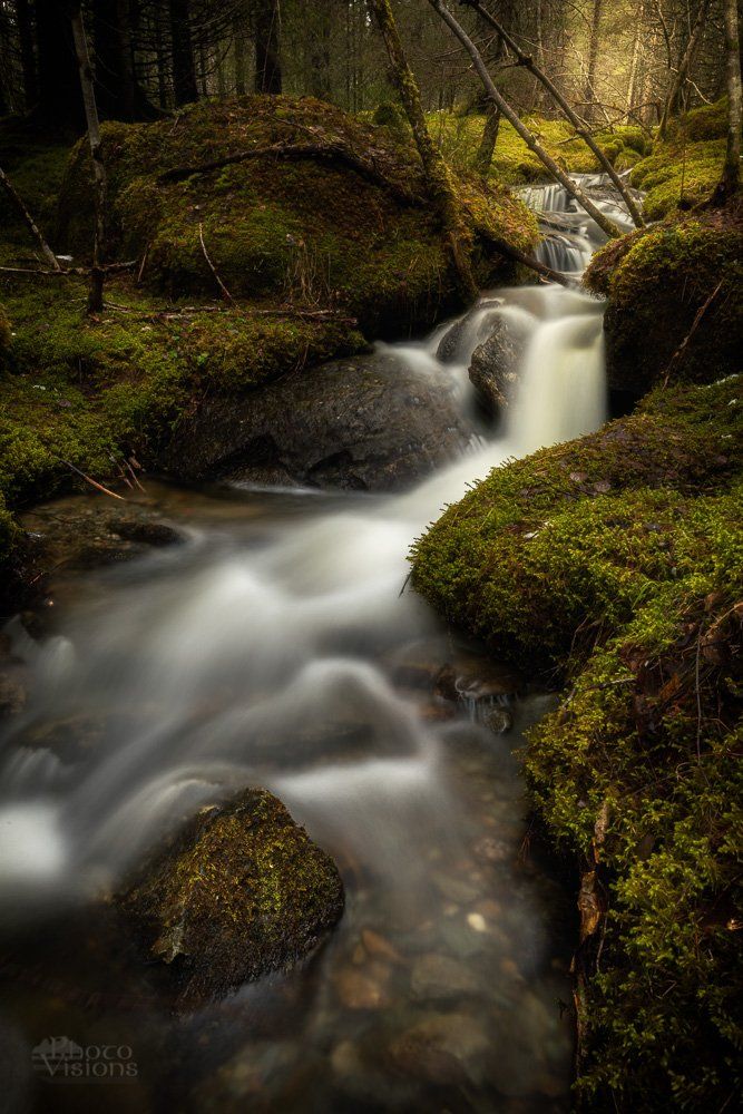 norway,boreal,forest,woodland,norwegian,moss,green,tree,trees,stream,river,flow,flowing,long exposure., Adrian Szatewicz