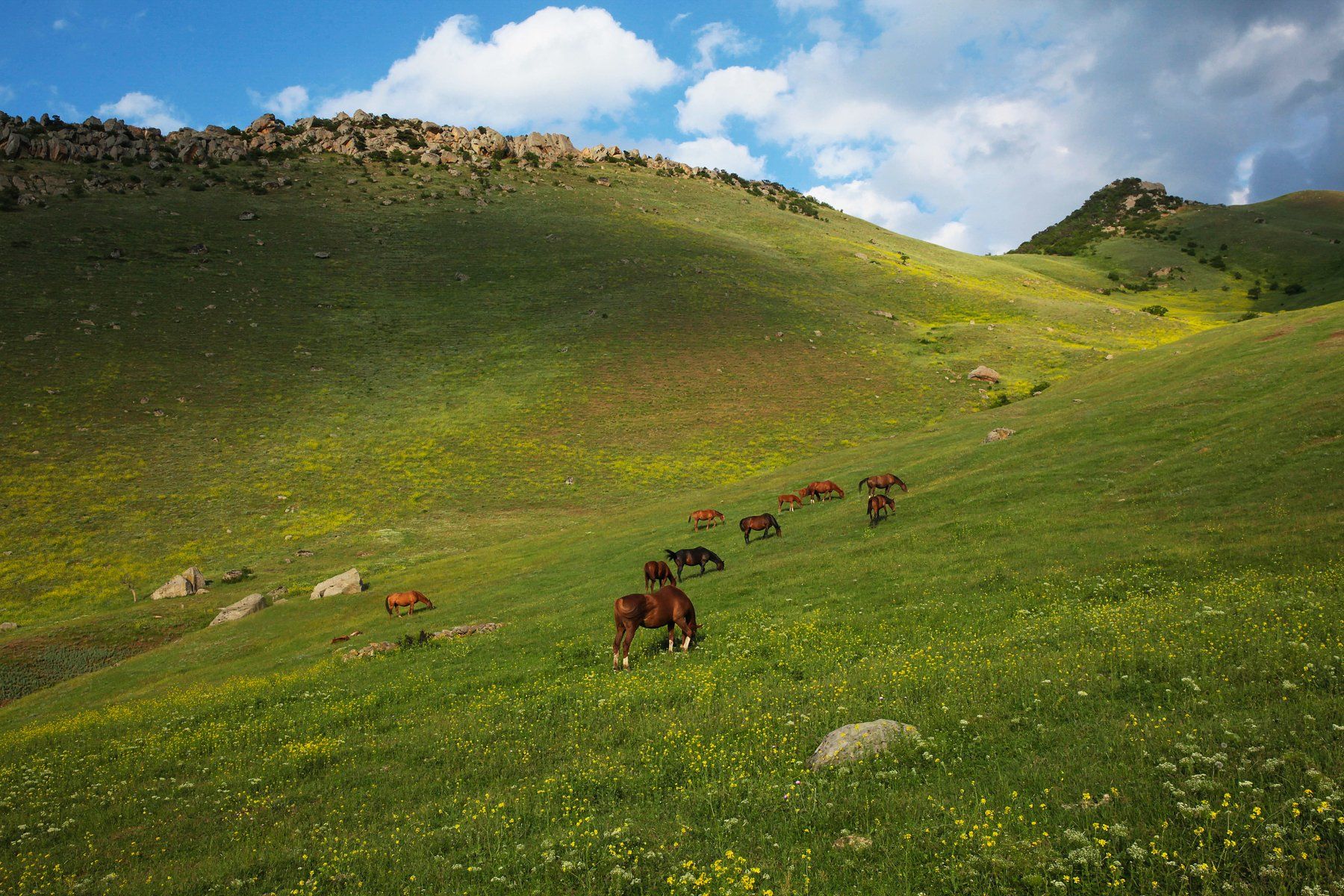 лошади,весна,горы,вершины,пейзаж,небо,деревья,дагестан,природа, Marat Magov