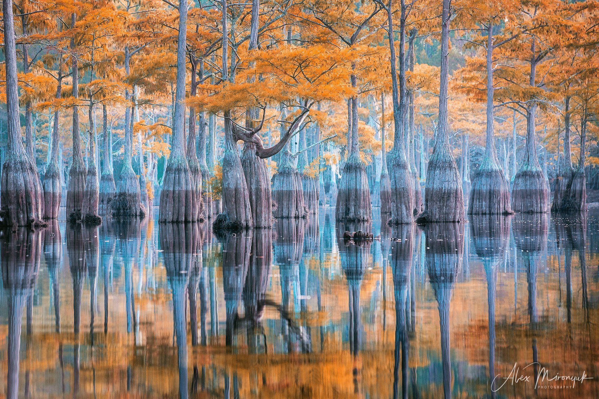 кипарис, болото, озеро, отражение, вода, туман, утро, осень, фото-тур, США, Alex Mironyuk