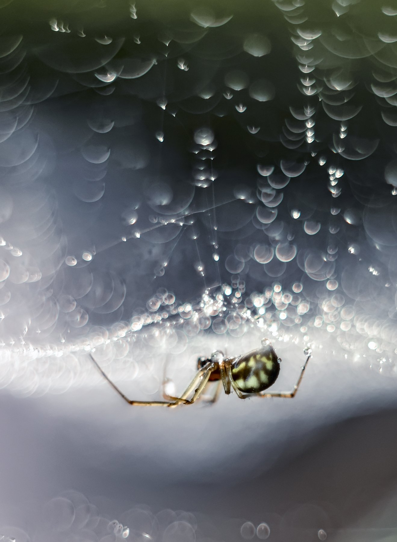 macro, spider, web, bokeh, vintage lens, nature, abstract, Sylwia Grabinska