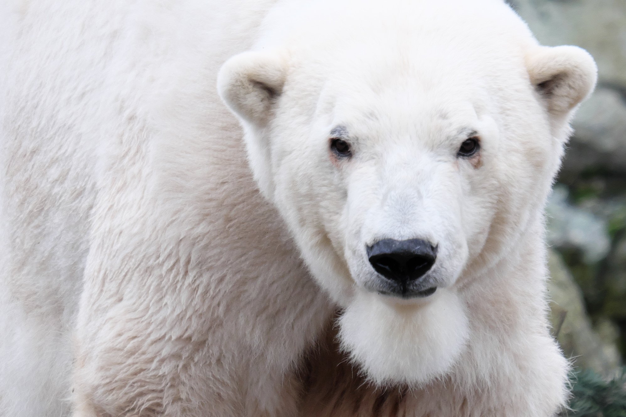 polar bear, полярный медведь, Serg Pechenizhskiy