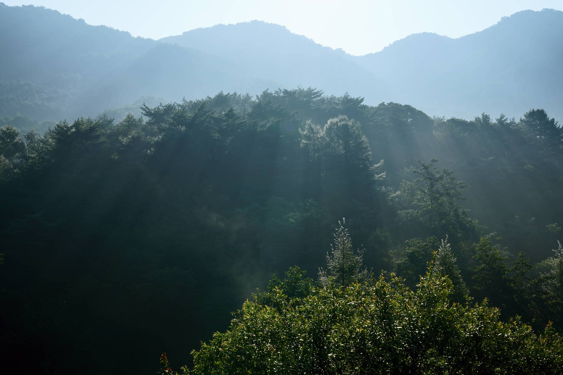 south korea, gangwondo, autumn, mountain, nature, morning, sunlight, fog, forest, beam, backlight, Shin
