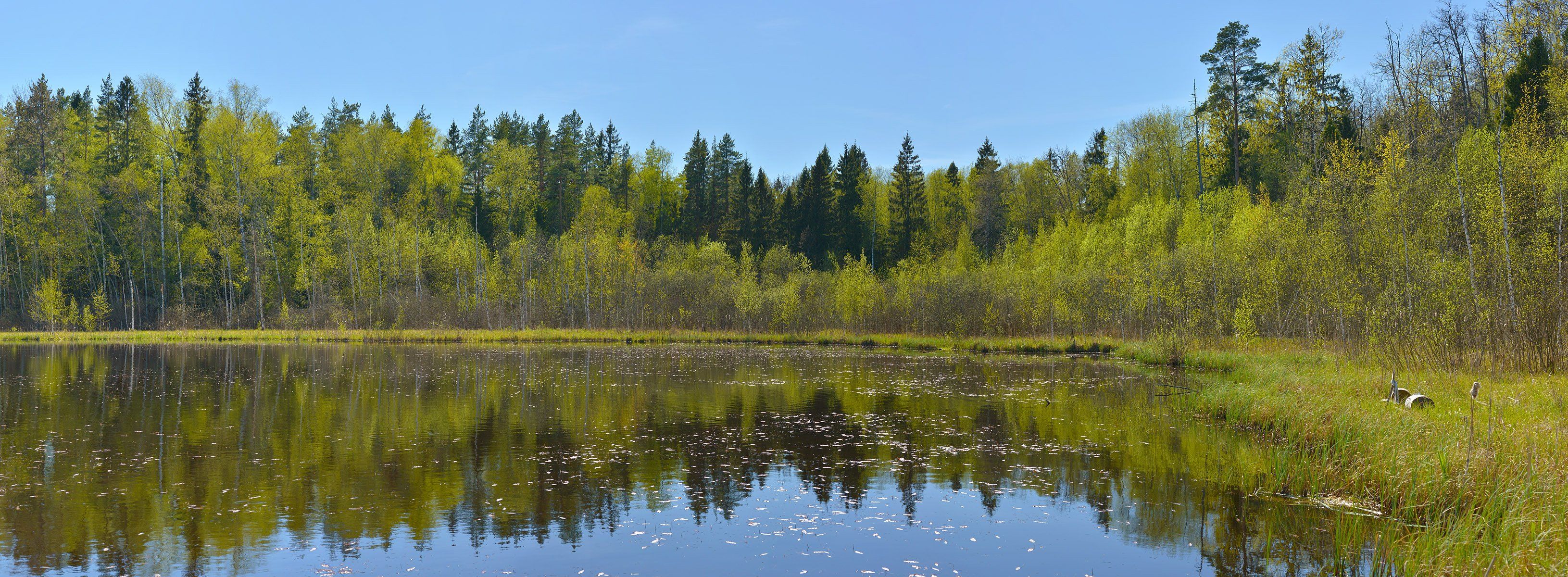 весна, первая зелень, лесное озеро, Сергей Седов