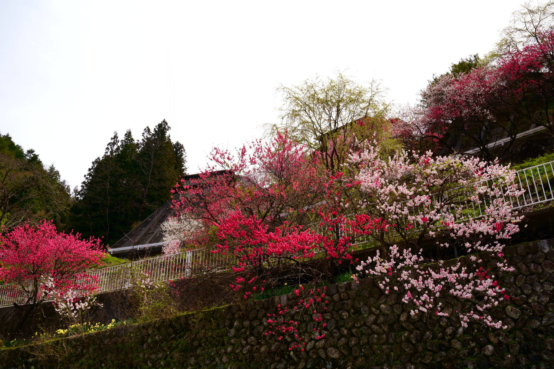 japan, nagano, peach, flower, red, pink, white, three colors, spring, colorful, mountain village,, Shin
