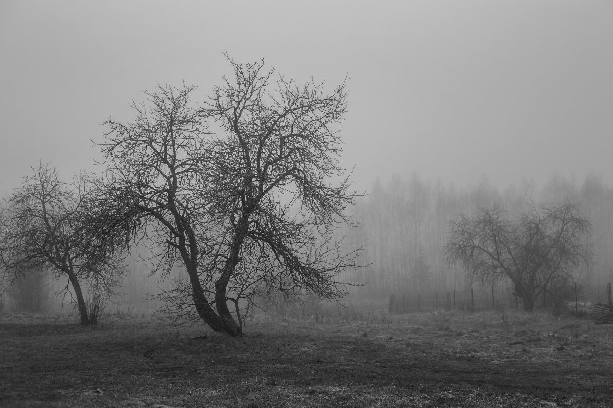 туман утро деревня деревья, Дмитрий Алексеев