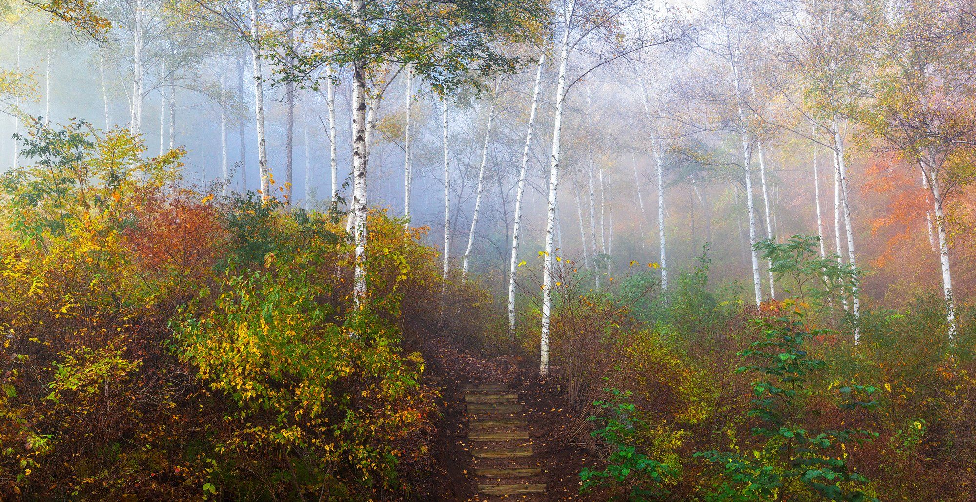 forest, autumn, place, korea, trees, Jaeyoun Ryu